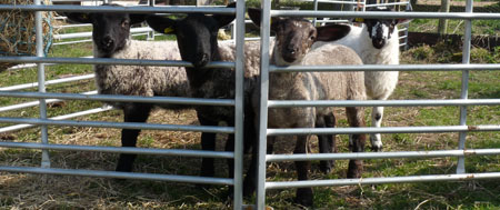 Fishers Mobile Farm lambs